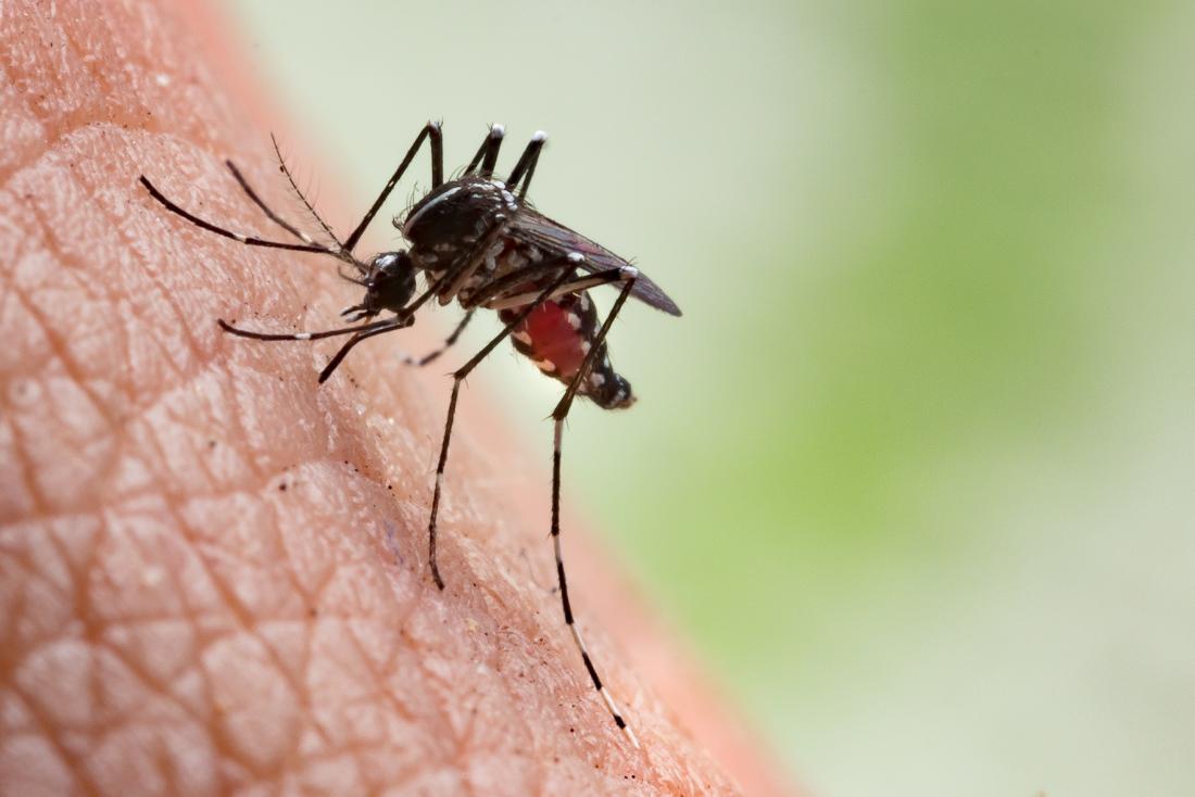 mosquito-preparing-to-bite